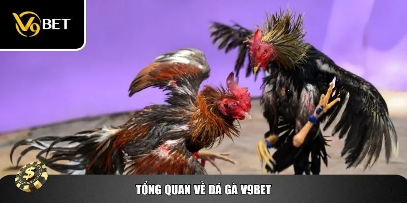 Giới thiệu tổng quan về đá gà V9bet